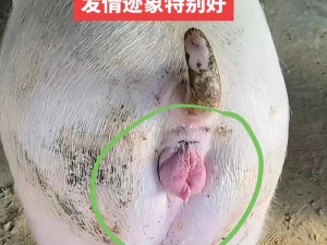 母猪水门特写：揭秘母猪繁殖的关键部位