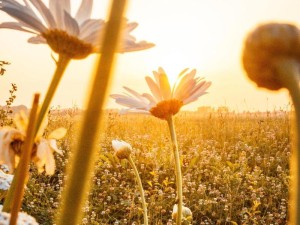 暖暖阳光下游戏资源管理智慧，以易摔阳台盆栽为鉴