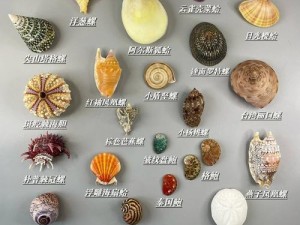 部落与弯刀浅溪镇特产贝壳，送礼真的能增进友谊吗？最佳建议揭晓！