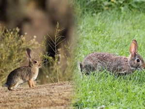 动物名颠倒变美食 资源管理技巧助游戏价值最大化