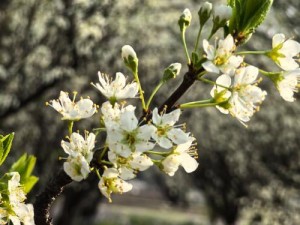 想看丁香花完整视频在线观看？哪里能找到高清流畅的资源？丁香花完整视频在线观看，怎样才能获得最佳的观看体验？想在线观看丁香花完整视频，哪个平台资源全画质优？