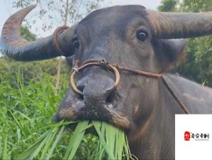 老牛嫩草一二三产品区别是什么：深度解析与详细对比