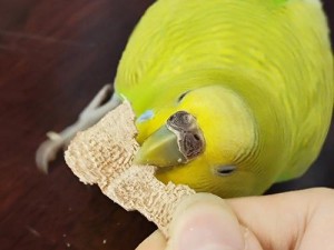 小鸡宝宝考考你，南北半球分界线及资源管理高效策略