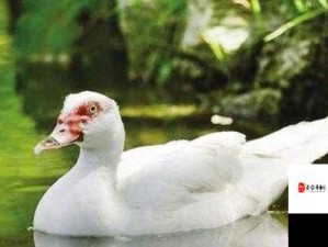 欧美黑人精品 videos 禽类之独特魅力呈现