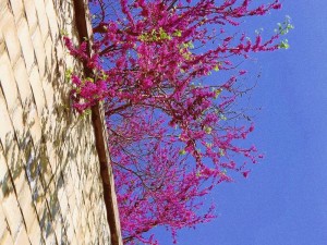 抖音热门旋律探秘，山花蕉叶间丝巾轻舞声声慢