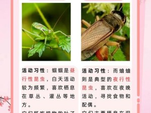 如何高效获取高品质蛐蛐与蟋蟀？揭秘古代人生抓虫攻略在资源管理中的关键作用