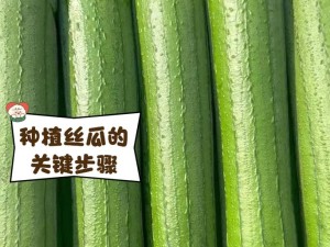 草莓丝瓜的完美搭配：如何在家轻松种植与享受这两种美味果蔬的独特魅力