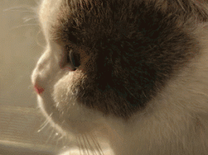 抖音上的斑布猫动态手机壁纸该如何下载呢？