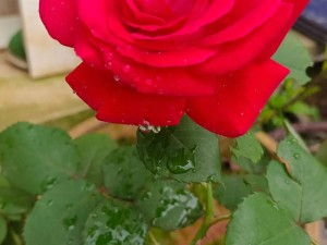 抖音热门旋律背后的故事，干枯沙漠中绽放的坚韧之花