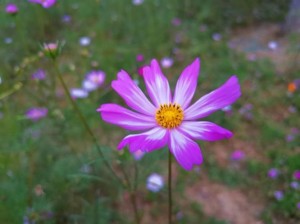 欧美处破摘花精的独特魅力：如何在家轻松制作并享受其自然芬芳？