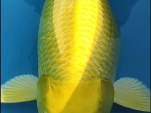 黄金锦鲤到底值不值得抢？灵鱼强度测评让你瞬间明白鱼缸配置秘诀！