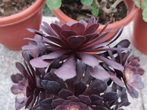 领主总动员中，邪灵法师、极地伞灵与疾电之矛英雄，谁才是玩法之王？