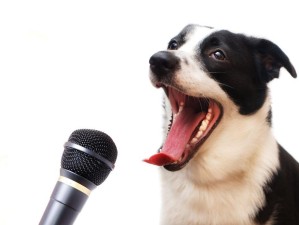 话筒插嘴现象，揭秘这一网络热梗的趣味内涵与深层意义