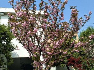 消防员是青马第二季樱花绽放：探索职业精神与自然美的完美融合