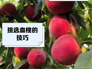 提问：www..com 红桃到底是什么？为何引发全网关注？快来一探究竟