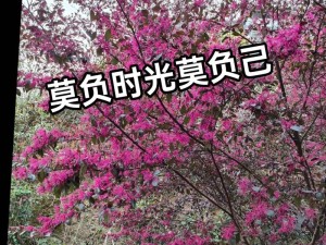 抖音时光岸上人潮涌动，歌曲资源管理高效利用拒浪费