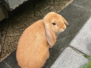 掌握吸小兔兔的正确姿势及相关注意事项