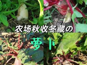 拔萝卜痛又叫降黄 9.1：其背后的原理与意义探讨
