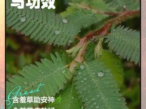 啊～你 TM 别 了含羞草：这究竟是为何如此这般