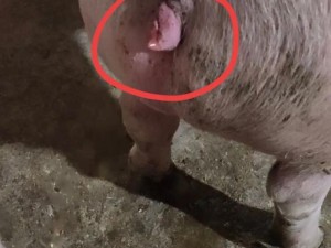 母猪水门照片大揭秘带你了解母猪水门的真实模样及相关特征请注意，展示这类照片可能涉及到不适当或不文明的内容，在实际应用中需谨慎考虑其合理性和必要性