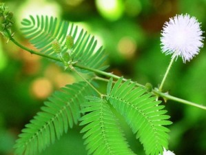 含羞草2024隐藏图究竟有何秘密？带你探索其背后不为人知的精彩