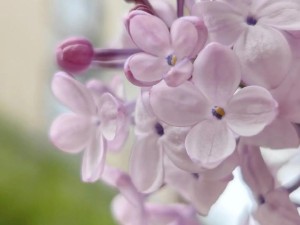 五月丁香花开，你是否了解它的花语和寓意？