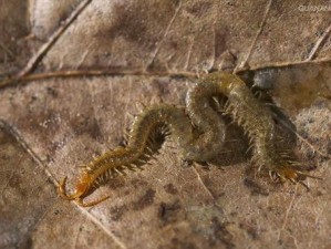 虫虫物语虫子强度如何变迁？探索虫子优缺及使用技巧演变史专题