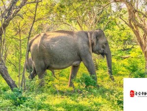 X7X7 任意噪入口直达大象：开启奇幻之旅的独特通道