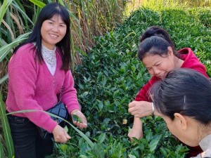 如何在一亿小目标2中高效结识并攻略采茶女，技巧方法大揭秘？