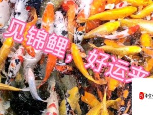 锦鲤好运加持，高分攻略揭秘资源管理技巧与防浪费秘诀