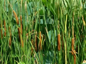 小荷塘背后隐藏着怎样的游戏玩法革命？预测结果令人期待！