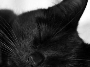 白猫不慎落水遇险 黑猫英勇施救暖心话引全网动容