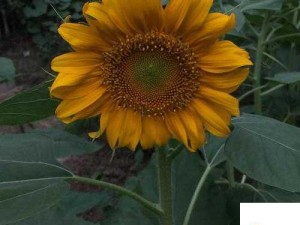 向日葵草莓丝瓜鸭脖：美味蔬果与特色小吃的奇妙组合