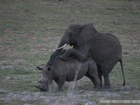 探索能看强奸动物过程的软件：揭秘其功能与使用场景，了解背后的技术原理与法律风险