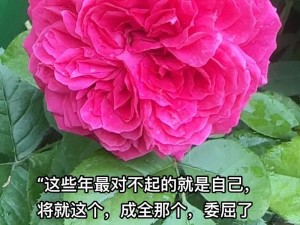 愿温柔之人皆被善待 壁纸中流淌的温情力量