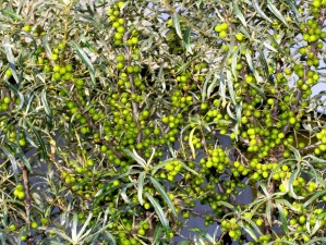 蚂蚁森林的沙棘，中国西北部的绿色希望还是生态疑问？