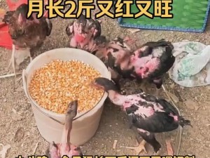 小鸡宝宝助力公益行动 探寻免费午餐儿童关爱项目