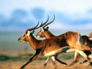 兽皇 bestialitysex 高清视频：探索未知的狂野世界