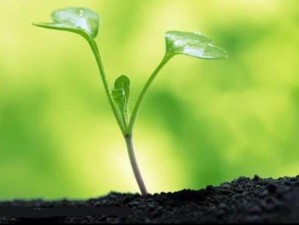 我们曾经是一棵小草？兄弟梦背后隐藏着怎样的成长秘密？