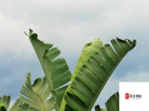 草莓、丝瓜、黄瓜、向日葵、榴莲的奇妙组合与别样风情