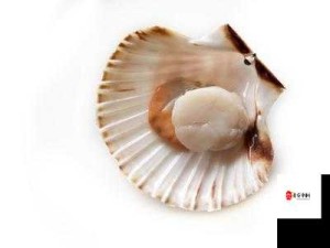 打开扇贝就可以吃火腿肠界面简约很高级：打造极致体验