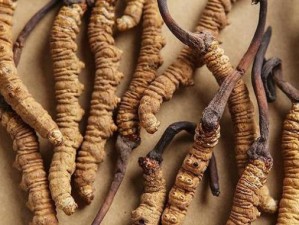 元气骑士中冬虫夏草究竟有何妙用？全面解析冬虫夏草用法