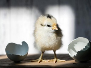 小鸡宝宝考考你农历八月十五中秋佳节揭秘