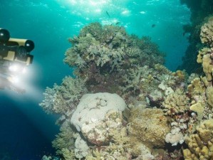 黑人摘花小处流白浆视频揭秘：自然奇观背后的科学原理与生态影响