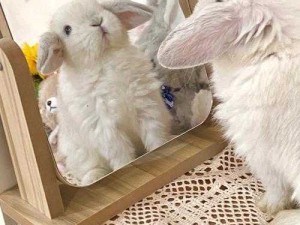 与爱人探索私密互动新体验：一边揉小兔兔一边舔的感觉 APP