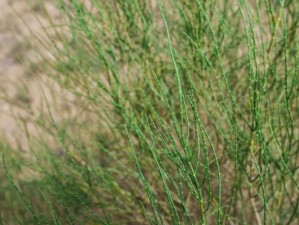 爱心捐赠平台助力一亿棵梭梭树项目绿色梦想启航