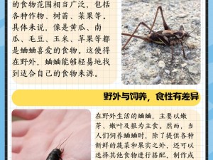 如何在古代人生中成功捕获？高品级蟋蟀抓捕技巧大揭秘！