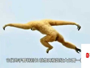 人与禽物videos另类：探讨动物与人类的奇妙关系