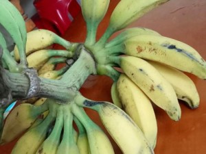 黡色香蕉视频：揭秘罕见水果的独特魅力与健康益处，完整视频在线观看