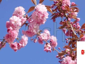 樱花视频高清播放在线观看：让你尽享视觉盛宴